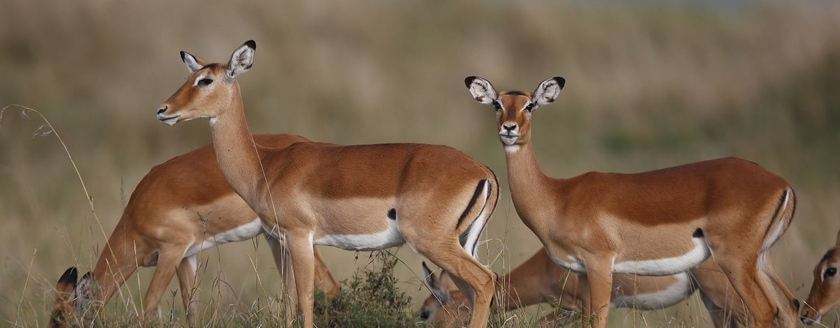 Impala gazelle